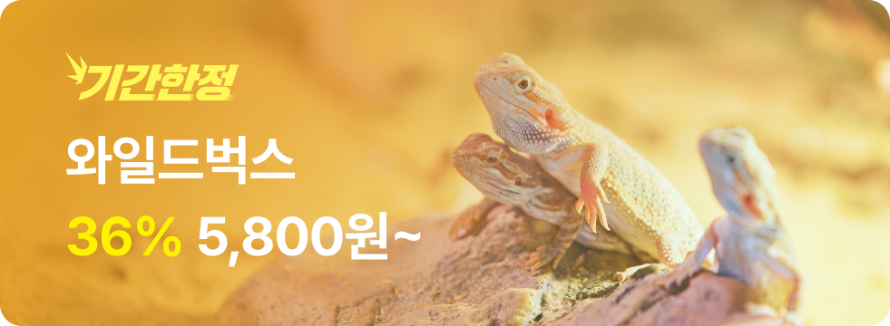 번쩍특가 | 와일드벅스